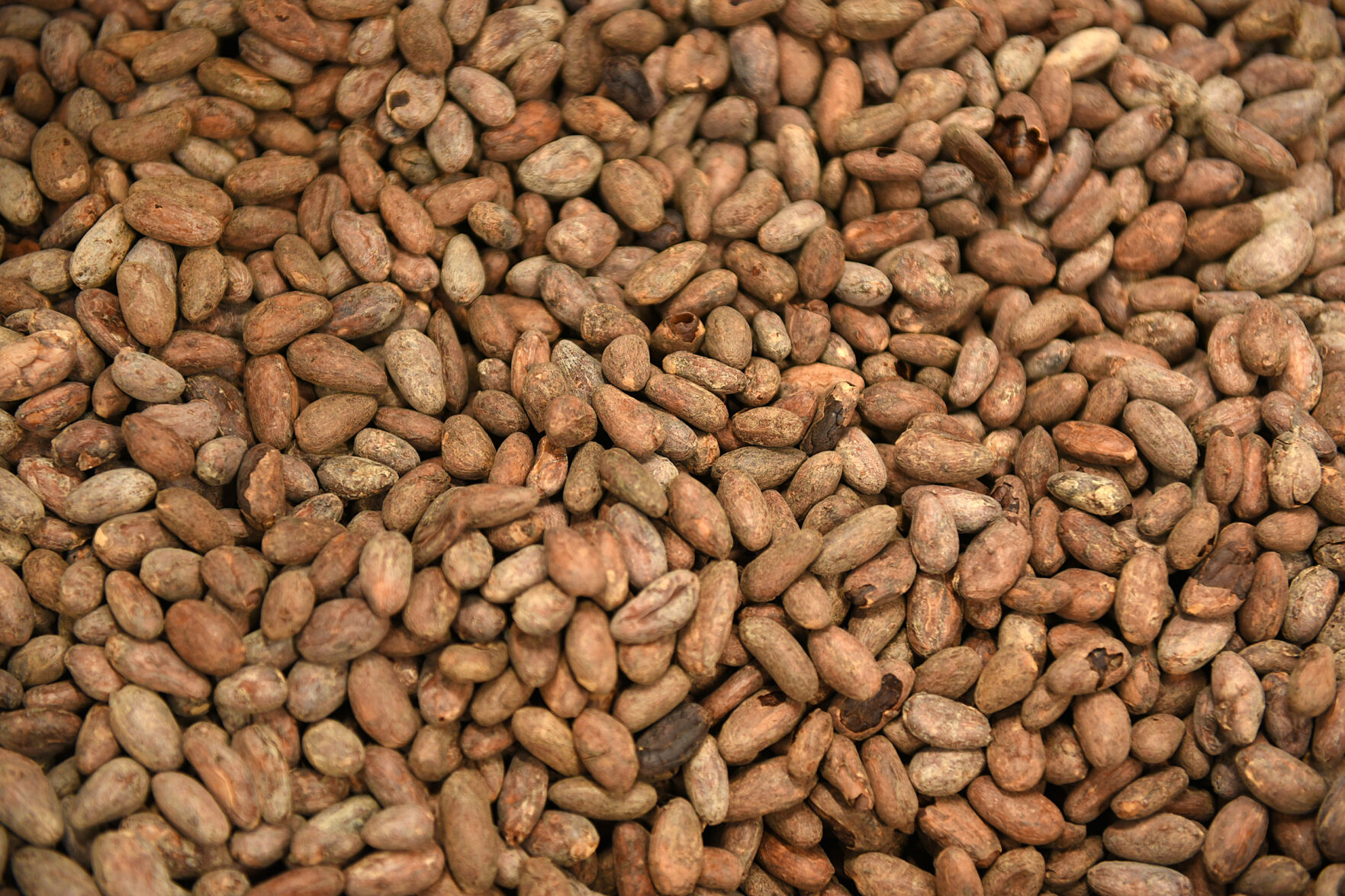 Black Mountain Chocolate